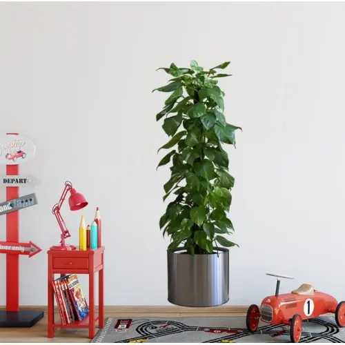 Saksılı Bitki Tasarımlı Yapışkanlı Sticker Resim 90*30 cm (4745)