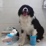 Welfare Köpek Pati Yıkama Aparatı KÜÇÜK (4745)-2