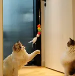 Elastik Kendinden Yapışkanlı Solucan Kedi Oltası (4745)-2