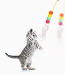 Elastik Kendinden Yapışkanlı Solucan Kedi Oltası (4745)-3