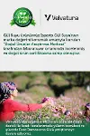 Gül Suyu Gözenek Sıkılaştırıcı Aydınlatıcı Ve Arındırıcı Tonik %100 Doğal Ve Saf 100 ml-7