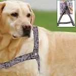 Ergonomik Yumuşak Dokulu Terletmez Köpek Göğüs Tasması Medium (4745)-2
