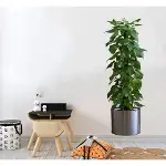 Saksılı Bitki Tasarımlı Yapışkanlı Sticker Resim 90*30 cm-3