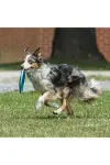 Hem Eğitici Ve Hem Eğlenceli Yuvarlak Hafif Ağırlıklı Köpek Frizbi Oyuncağı-3
