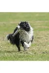 Hem Eğitici Ve Hem Eğlenceli Yuvarlak Hafif Ağırlıklı Köpek Frizbi Oyuncağı-5