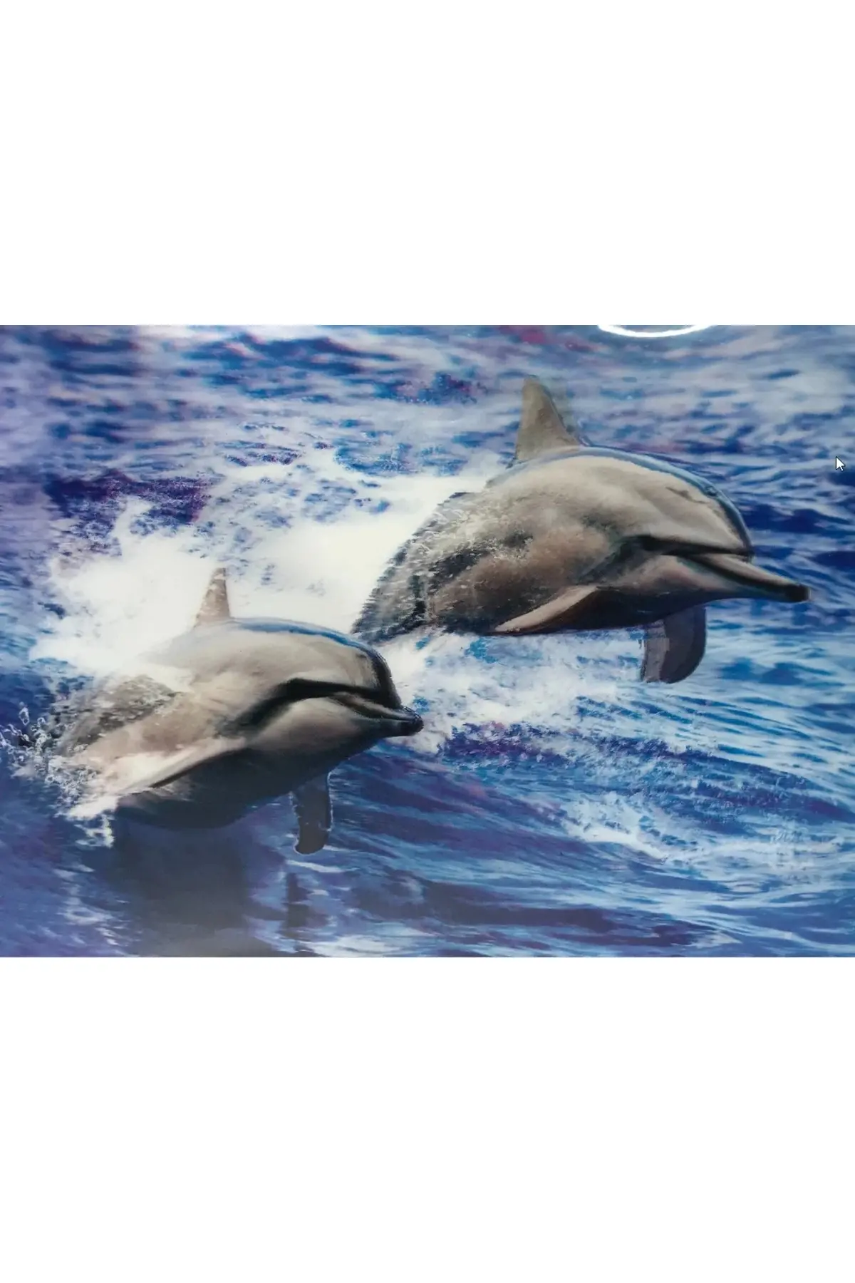 3 Boyutlu Resim Sevimli Yunuslar İkili Yunus Res Tablosu 30x40 Cm