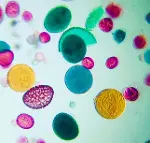FOLDSCOPE CEP MİKROSKOBU GEZGİN SETİ-6