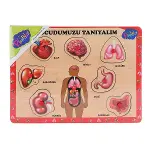 ONY-287 288 Ahşap Tutmalı Vücumuzu Tanıyalım -Onyıl Oyuncak-1