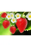 Strawberry Flavored Massage Oil 50ml Çilek Aromalı Masaj Yağı 2 Adet-3