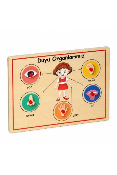 166/167 Ahşap Tutmalı Organlar
