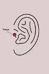 316L Çelik Gümüş Renk Zirkon Taşlı Dal Tragus Piercing-2