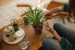 Urban Plant Care, tutuculu küçük bitki makası, oda bitkilerinde ince kesimler için, toplam uzunluk 1-3