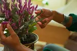 Urban Plant Care, tutuculu küçük bitki makası, oda bitkilerinde ince kesimler için, toplam uzunluk 1-8