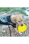 Katlanabilir Kedi Köpek Mama ve Su Kabı Köpek Oyuncağı-6