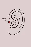 316L Çelik Gümüş Renk Zirkon Taşlı Çiçek Tragus Piercing-2